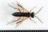 Tenthredo sp.